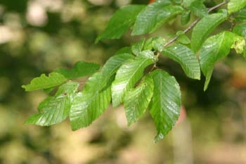 Carpe - Hoja (Carpinus betulus)