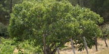 Higuera - Porte (Ficus carica)