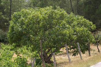 Higuera - Porte (Ficus carica)