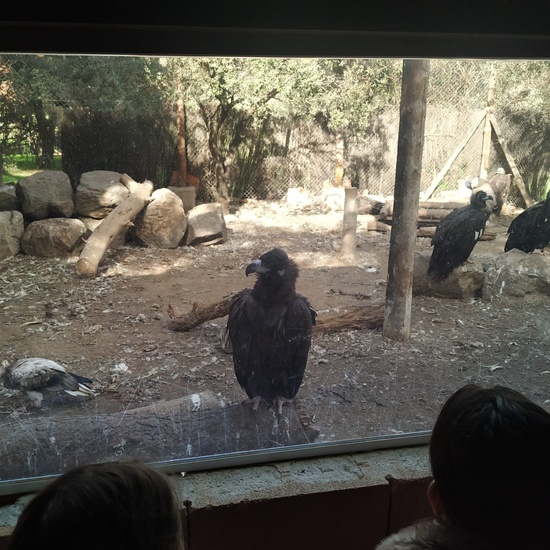 Salida 5º de Primaria al centro recuperación animal GREFA 9