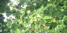 Tilo (Tilia sp.)