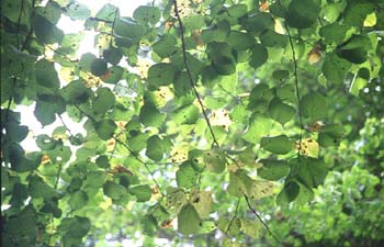 Tilo (Tilia sp.)