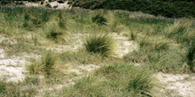 Vegetación dunar de la playa de El Espartal, Castrillón, Princip