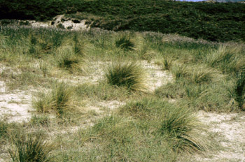 Vegetación dunar de la playa de El Espartal, Castrillón, Princip