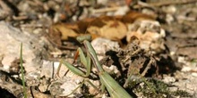 Mantis (Iris oratoria)