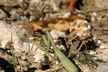 Mantis (Iris oratoria)