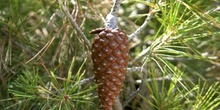 Pino carrasco - Piñas Fem. (Pinus halepensis)