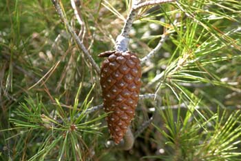 Pino carrasco - Piñas Fem. (Pinus halepensis)