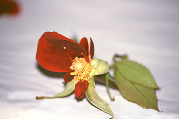 Pistilos de una flor