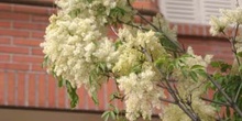 Fresno de hoja florido - Flor (Fraxinus ornus)