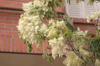 Fresno de hoja florido - Flor (Fraxinus ornus)