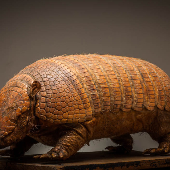 IES_ISABELLACATOLICA_BIOLOGIA_245