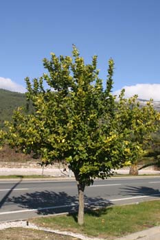 Limonero - Porte (Citrus limon)