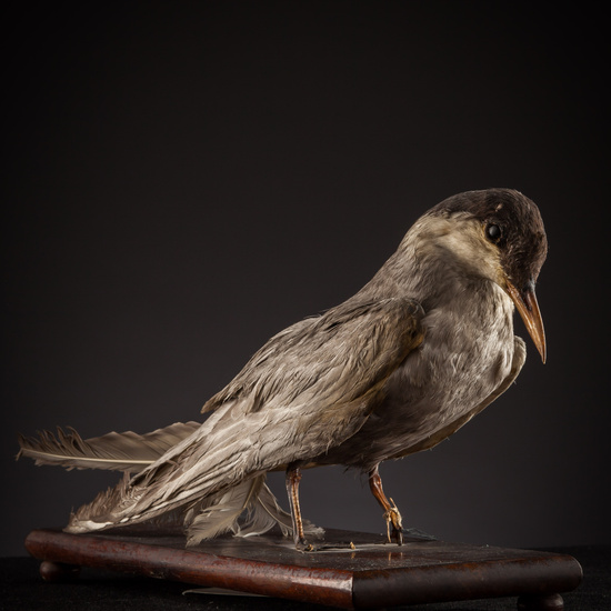 IES_SANISIDRO_BIOLOGIA_398