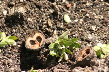 Nogal negro (Juglans nigra)