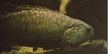 Mero (Epinephelus sp.)