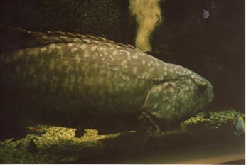 Mero (Epinephelus sp.)