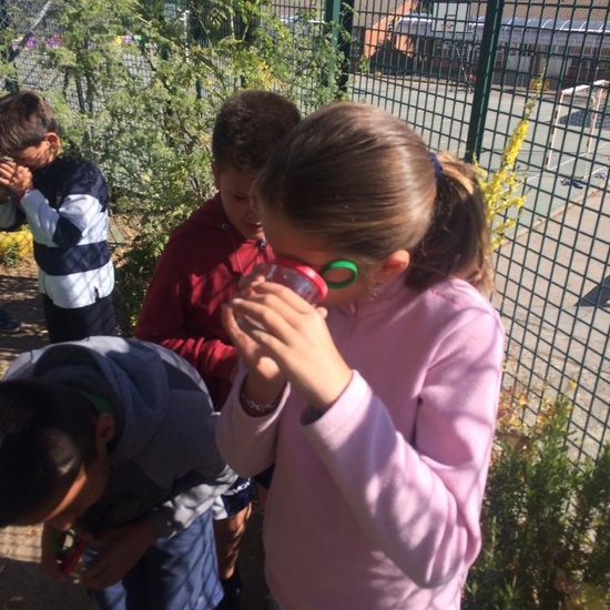 2019_06_11_4º observa insectos en el huerto_CEIP FDLR_Las Rozas 2
