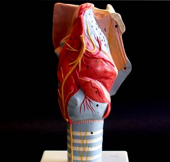 Laringe y Tráquea Lateral