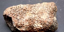 Syringopora bifurcata (Coral) Silúrico