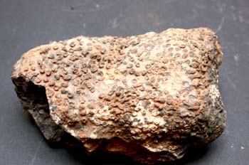 Syringopora bifurcata (Coral) Silúrico