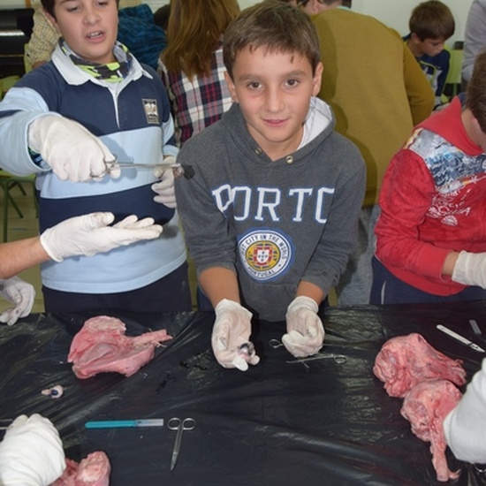 2016_11_DISECCIÓN DEL CRÁNEO Y OJO DE UN CORDERO_SEXTO 21