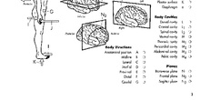 Recurso de anatomía humana para colorear y aprender