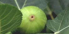 Higuera - Frutos (Ficus carica)