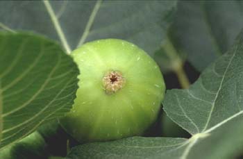 Higuera - Frutos (Ficus carica)