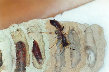 Avispa alfarera cazadora de arañas (Sceliphron destillatorium)