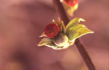 Plátano - Flor fem. (Platanus orientalis)