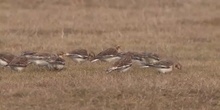 Escribano nival Plectrophenax nivalis (Linnaeus, 1758)