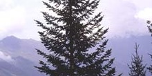 Abeto blanco - Porte (Abies alba)