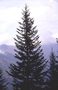 Abeto blanco - Porte (Abies alba)