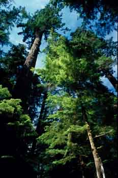 Bosque en la isla de Vancouver, Canadá
