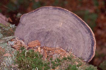 Yesquero aplanado (Ganoderma applanatum)