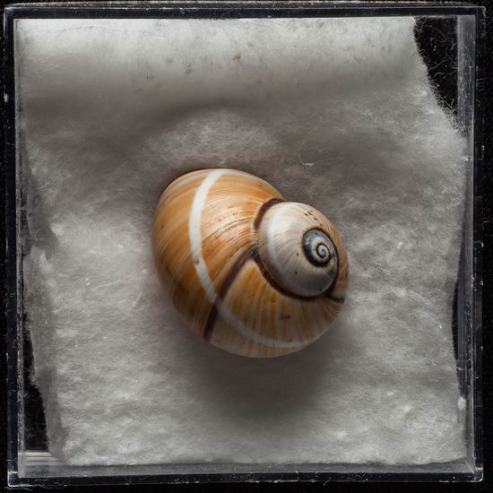 IES_ISABELLACATOLICA_BIOLOGIA_374