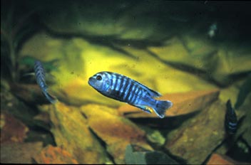 Ciclido cebra (Pseudotropheus sp.)
