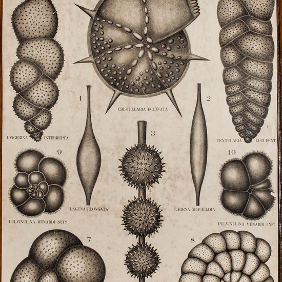 IES_CARDENALCISNEROS_BOTÁNICA_II_LÁMINAS_023