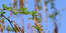 Ahuehuete o Ciprés Calvo - Hojas y conos masc viejos (Taxodium m