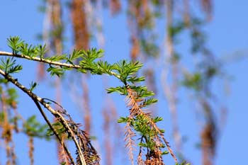 Ahuehuete o Ciprés Calvo - Hojas y conos masc viejos (Taxodium m
