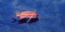 Pez ardilla (Myripristis sp.)