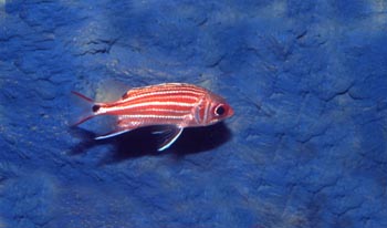 Pez ardilla (Myripristis sp.)