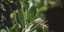 Madroño - Hoja (Arbutus unedo)