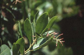 Madroño - Hoja (Arbutus unedo)