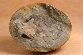 Portunites araucanus (Crustáceo) Oligoceno