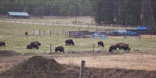 Granja de búfalos, Parque Natural Wells Gray Country, Clearwater