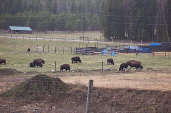 Granja de búfalos, Parque Natural Wells Gray Country, Clearwater