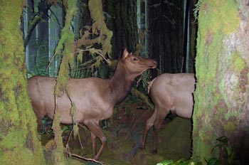 Real Museo de la Columbia Británica, Victoria