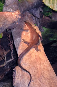 Lagarto gigante, Australia